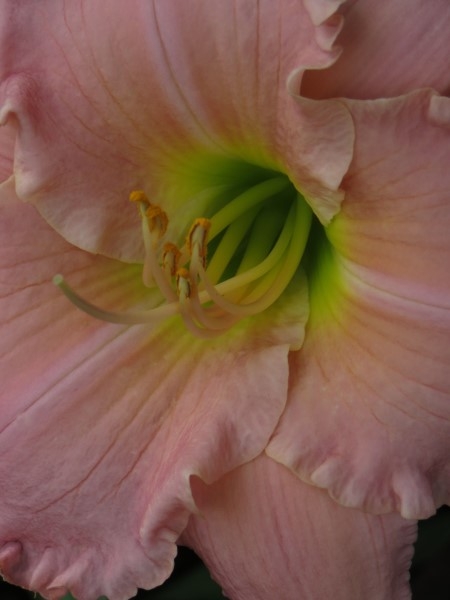 Dynasty Pink - Image 3