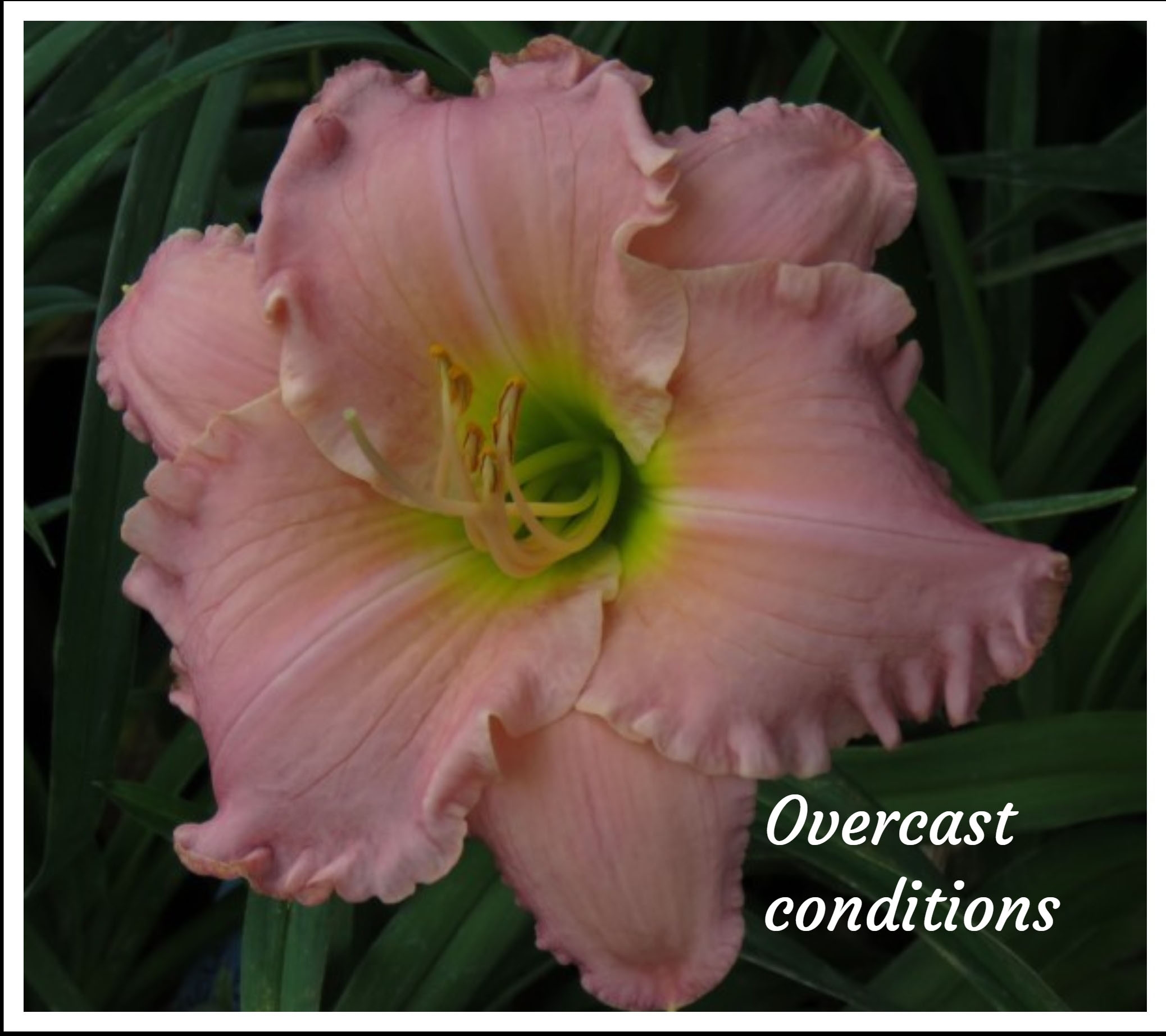 Dynasty Pink - Image 7