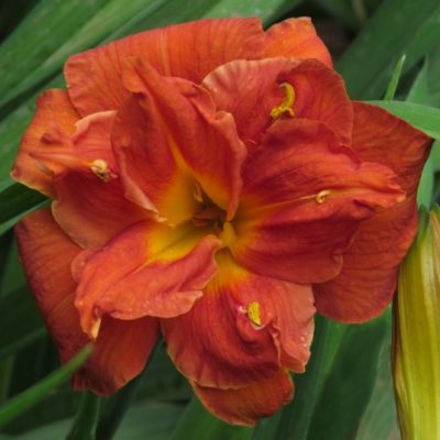 DBL Double Bernstein