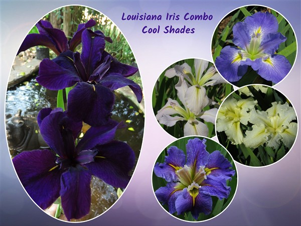 - Louisiana Iris Combo - Cool Shades (5 plants) - Image 8