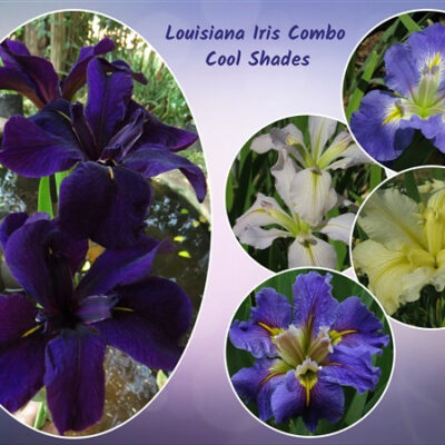 - Louisiana Iris Combo - Cool Shades (5 plants)
