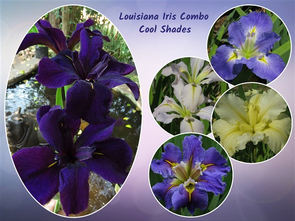 - Louisiana Iris Combo - Cool Shades (5 plants)