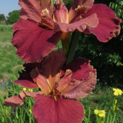 Louisiana Iris: Peaches in Wine