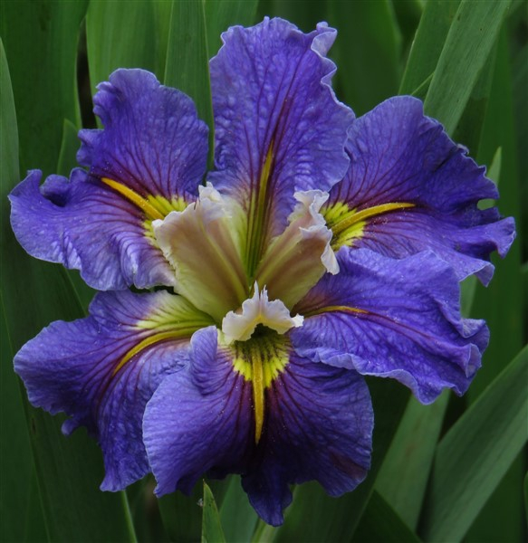 - Louisiana Iris Combo - Cool Shades (5 plants) - Image 6