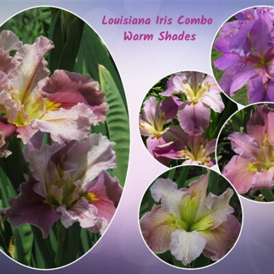 – Louisiana Iris Combo – Warm Shades (5 plants)