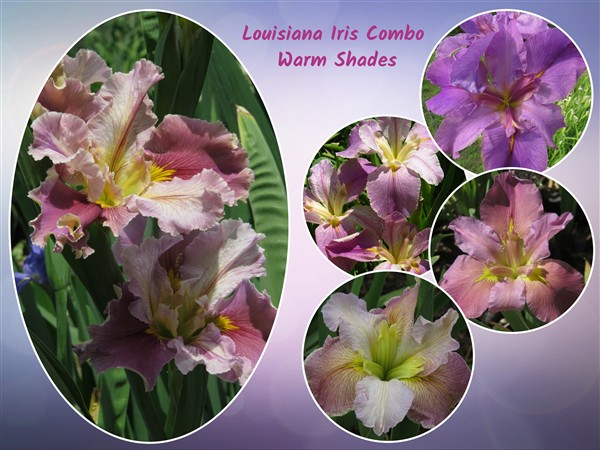 – Louisiana Iris Combo – Warm Shades (5 plants)
