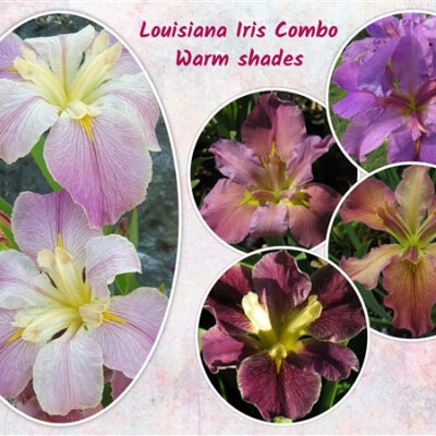 – Louisiana Iris Combo – Warm Shades (5 plants)