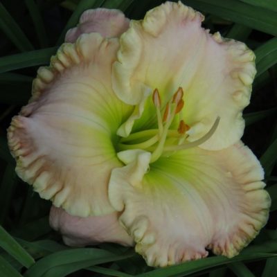 Clear Mountain Morning