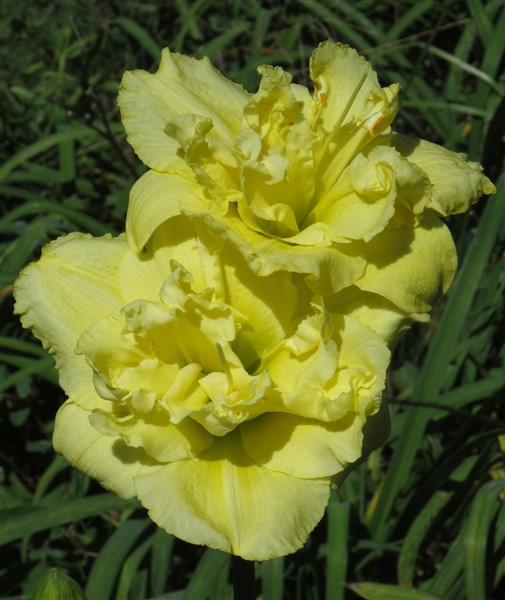 - DBL Double Sweet Innocence