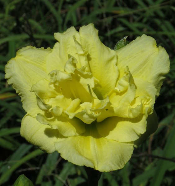 - DBL Double Sweet Innocence - Image 2