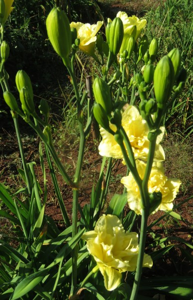 - DBL Double Sweet Innocence - Image 9