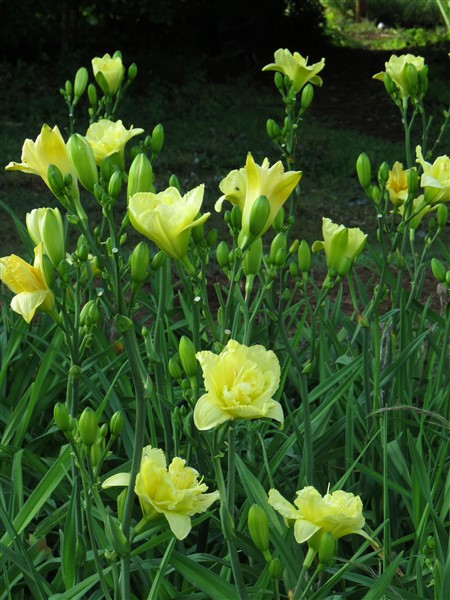 - DBL Double Sweet Innocence - Image 3