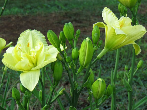 - DBL Double Sweet Innocence - Image 8