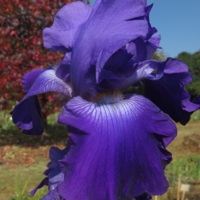 - Amazing R100 Deals: Rene – 2 Plants!