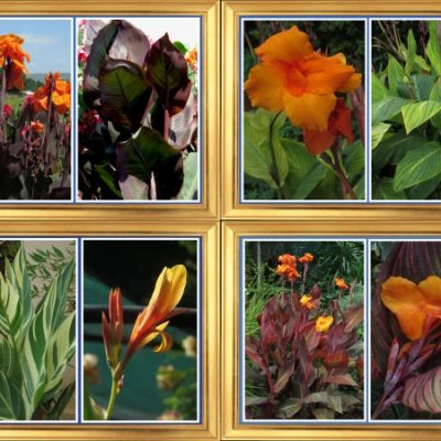 Canna Combo - Outrageous foliage (4 Different varieties)