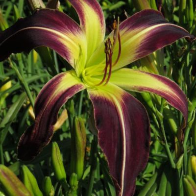 Spider variety: Waiting in the Wings (32cm in diameter)