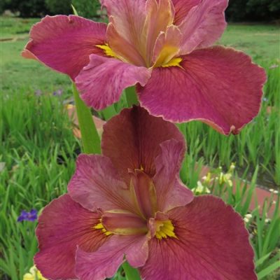 Louisiana Iris: Rosedale
