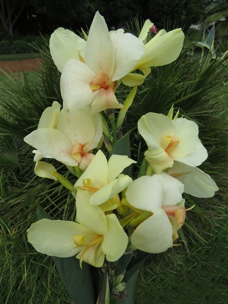 Amazing R100 Deals: Canna - Ermine: 3 plants! - Image 5