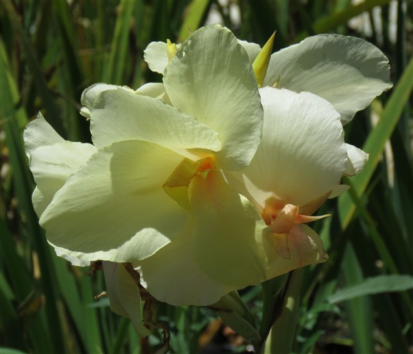 Amazing R100 Deals: Canna - Ermine: 3 plants! - Image 7