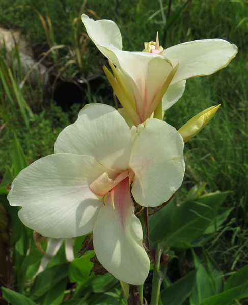Amazing R100 Deals: Canna - Ermine: 3 plants! - Image 2