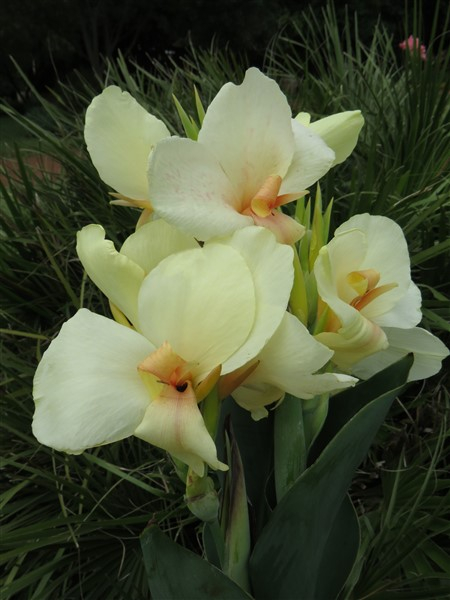 Amazing R100 Deals: Canna - Ermine: 3 plants! - Image 3