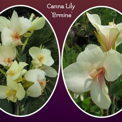Amazing R100 Deals: Canna - Ermine: 3 plants!