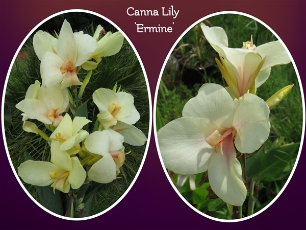 Amazing R100 Deals: Canna - Ermine: 3 plants!