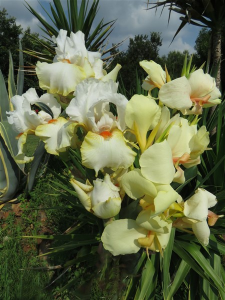 Canna - Ermine - Image 6