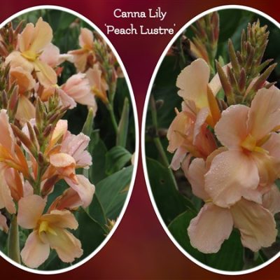 Canna - 'Peach Lustre'