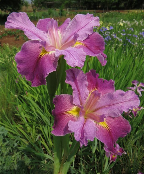 Bubble Gum Ballerina (Louisiana Iris)