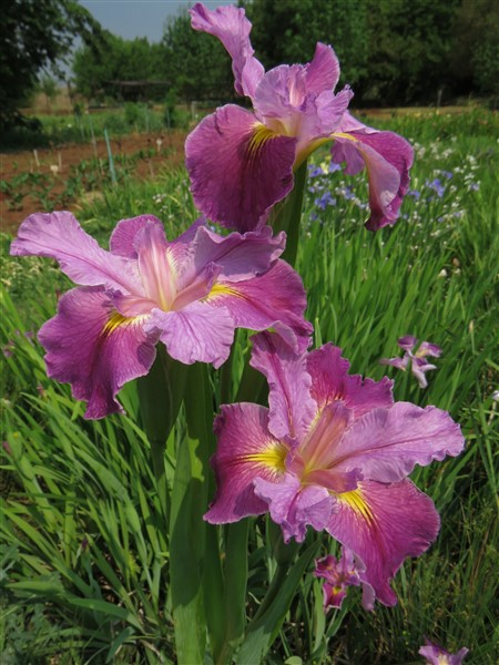 Bubble Gum Ballerina (Louisiana Iris) - Image 5