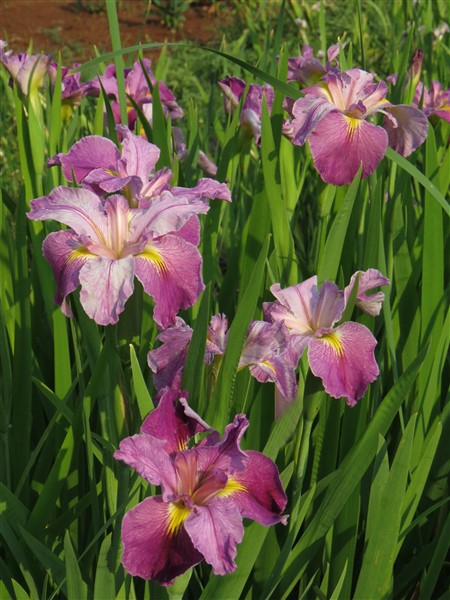 Bubble Gum Ballerina (Louisiana Iris) - Image 3