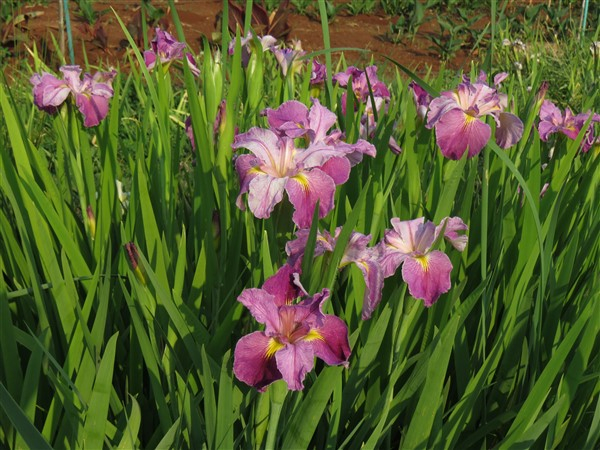 Bubble Gum Ballerina (Louisiana Iris) - Image 7