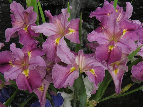 Bubble Gum Ballerina (Louisiana Iris) - Image 6