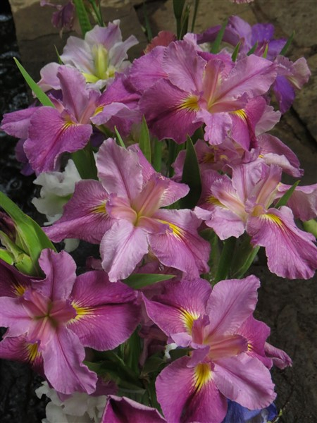 Bubble Gum Ballerina (Louisiana Iris) - Image 4