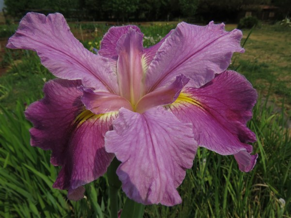 Bubble Gum Ballerina (Louisiana Iris) - Image 2
