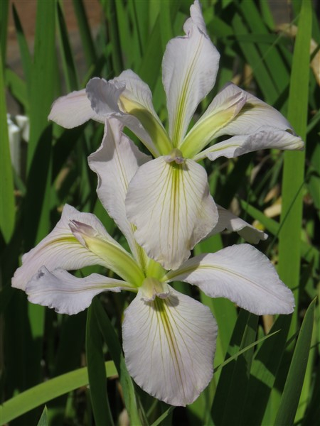 Cheaper by the Dozen!! Louisiana Iris Combo | Mooiplaas Iris
