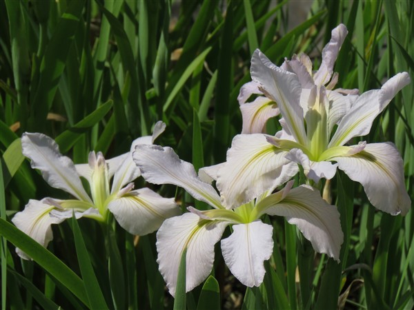 - Louisiana Iris Combo - Cool Shades (5 plants) - Image 4