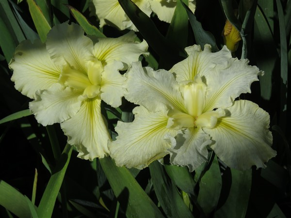 - Louisiana Iris Combo - Cool Shades (5 plants) - Image 5