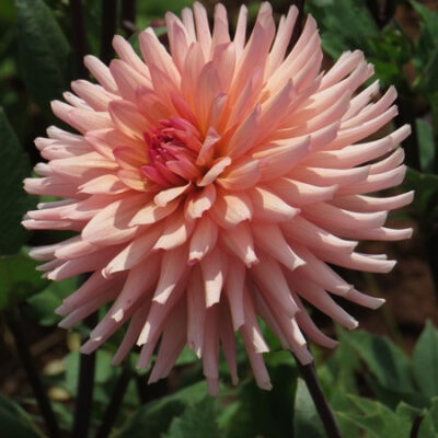 - Dahlia 'Preference'