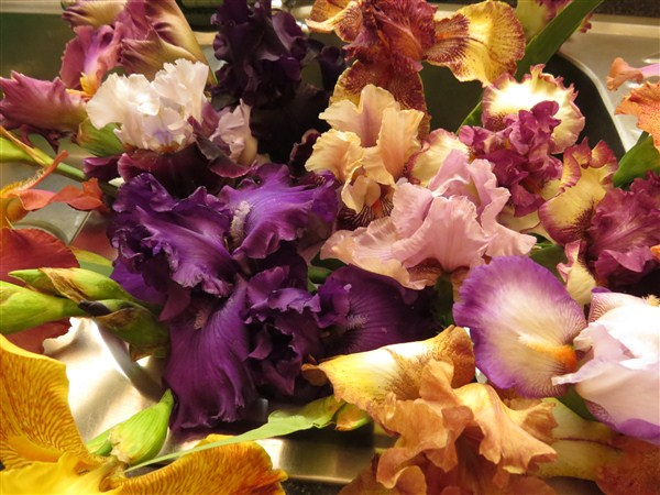 - Iris Combo 20 – Super (R44 p plant plus 2 Bonus!) - Image 4