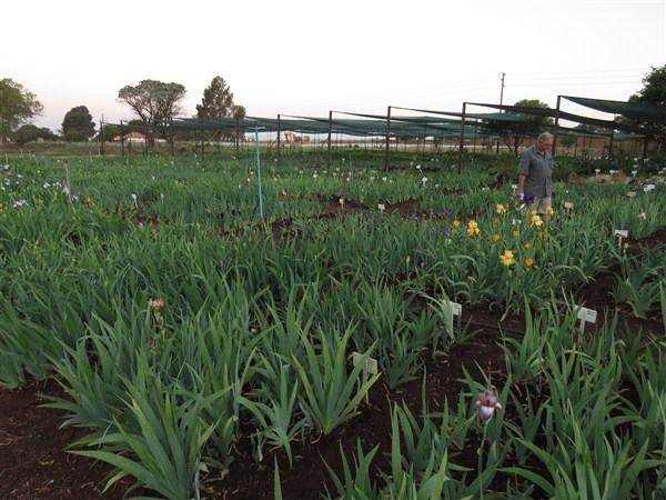 - Iris Combo 20 – Super (R44 p plant plus 2 Bonus!) - Image 5