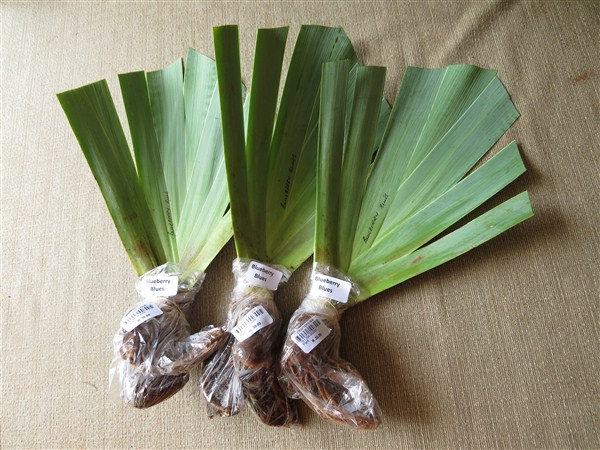 - Iris Combo 20 – Super (R44 p plant plus 2 Bonus!) - Image 7