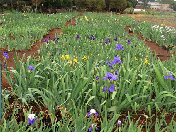 - Iris Combo 20 – Super (R44 p plant plus 2 Bonus!) - Image 2