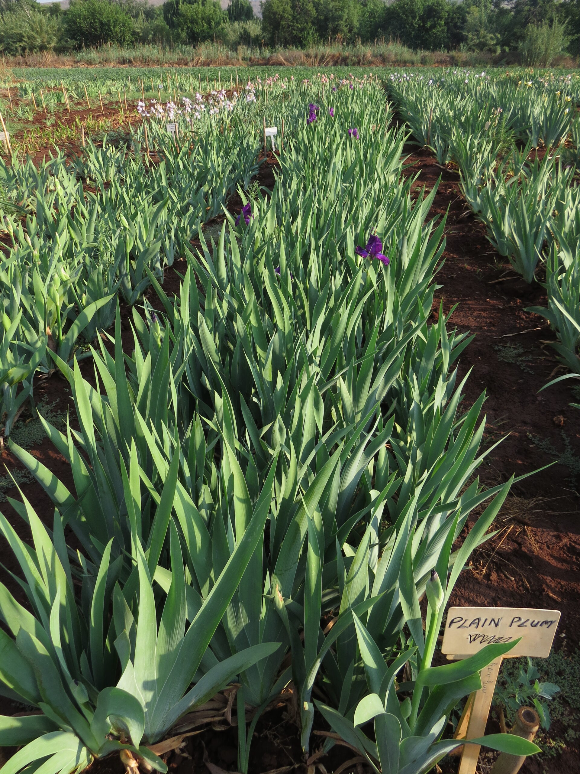 - Iris Combo 20 – Super (R44 p plant plus 2 Bonus!) - Image 3