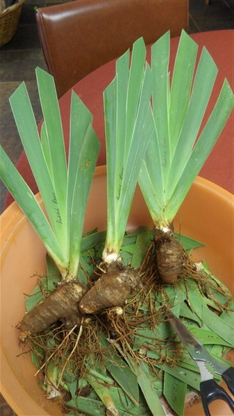 - Iris Combo 20 – Super (R44 p plant plus 2 Bonus!) - Image 6