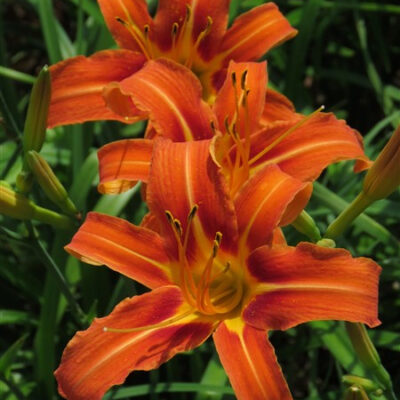Amazing R100 Deals: Ditch Lily – Ideal for erosion control - 10 Plants!