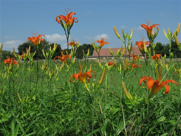 - Buy Bulk! Ditch Lily (Hemerocallis fulva) – 100 plants – only R990 - Image 2