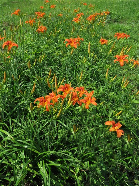 - Buy Bulk! Ditch Lily (Hemerocallis fulva) – 100 plants – only R990 - Image 4