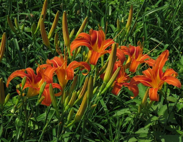 - Buy Bulk! Ditch Lily (Hemerocallis fulva) – 100 plants – only R990 - Image 3